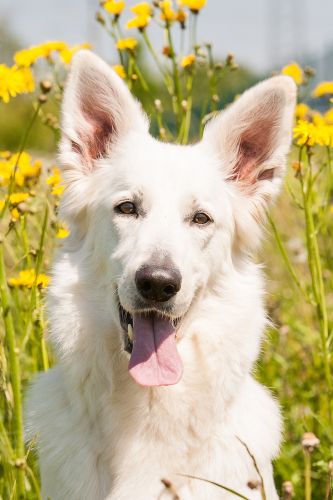 Hund Hamina la Bianco Montana